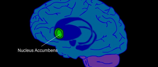 Núcleo accumbens: anatomía y funciones