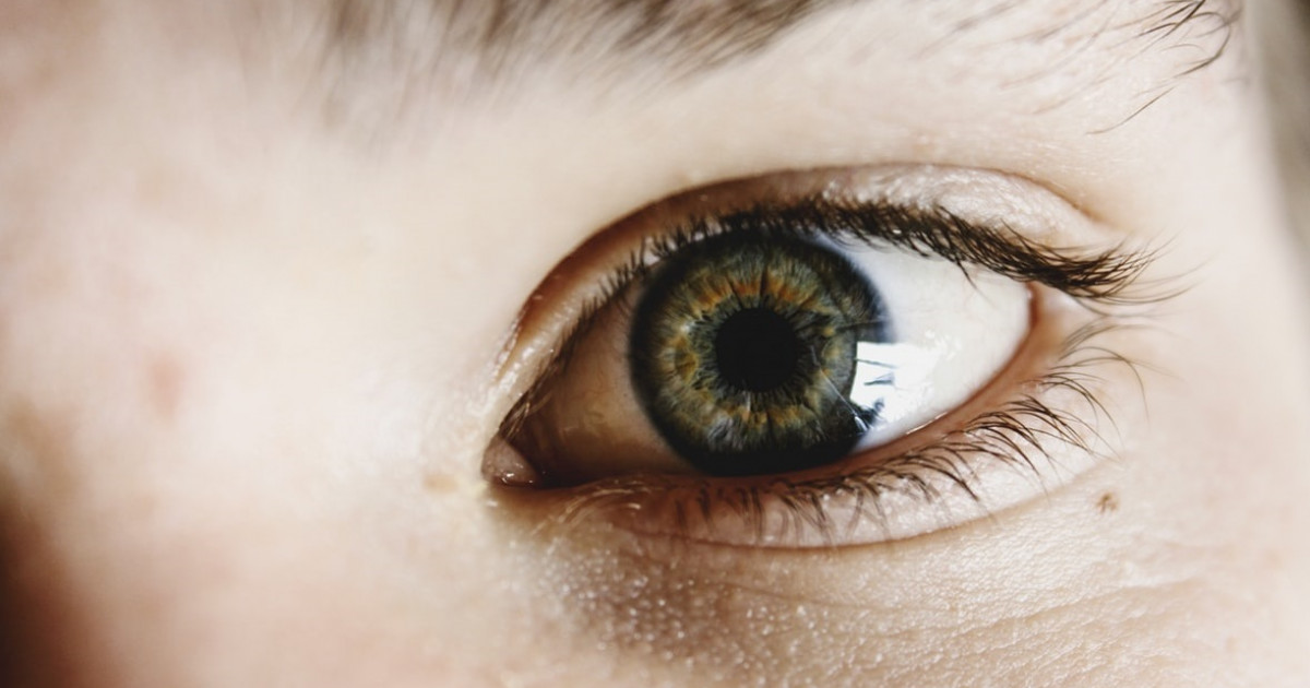 Pretectum (región cerebral) ubicación, funciones y patologías