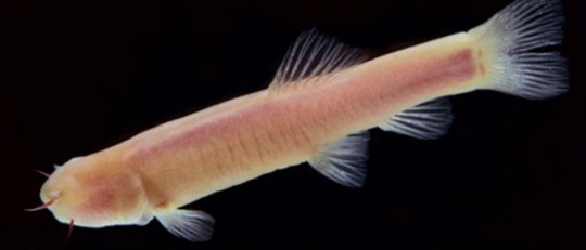 Un pez ayuda al estudio de trastornos mentales