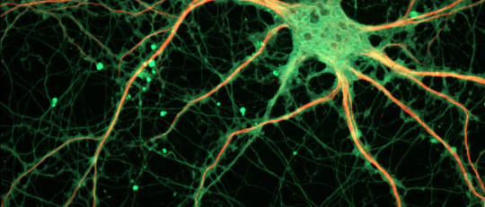 Neurotransmisores y neuromoduladores: ¿cómo funcionan?