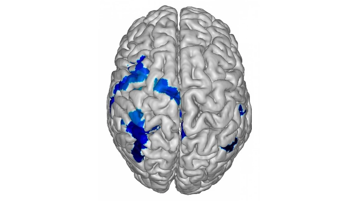 diagrama del lado izquierdo del cerebro