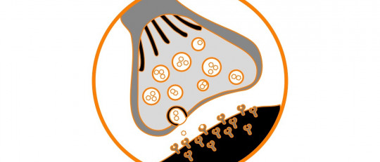 Las sinapsis podrían no ser la base de la memoria