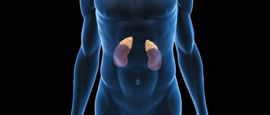 Glándulas suprarrenales