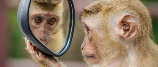 Test del espejo de autoconciencia