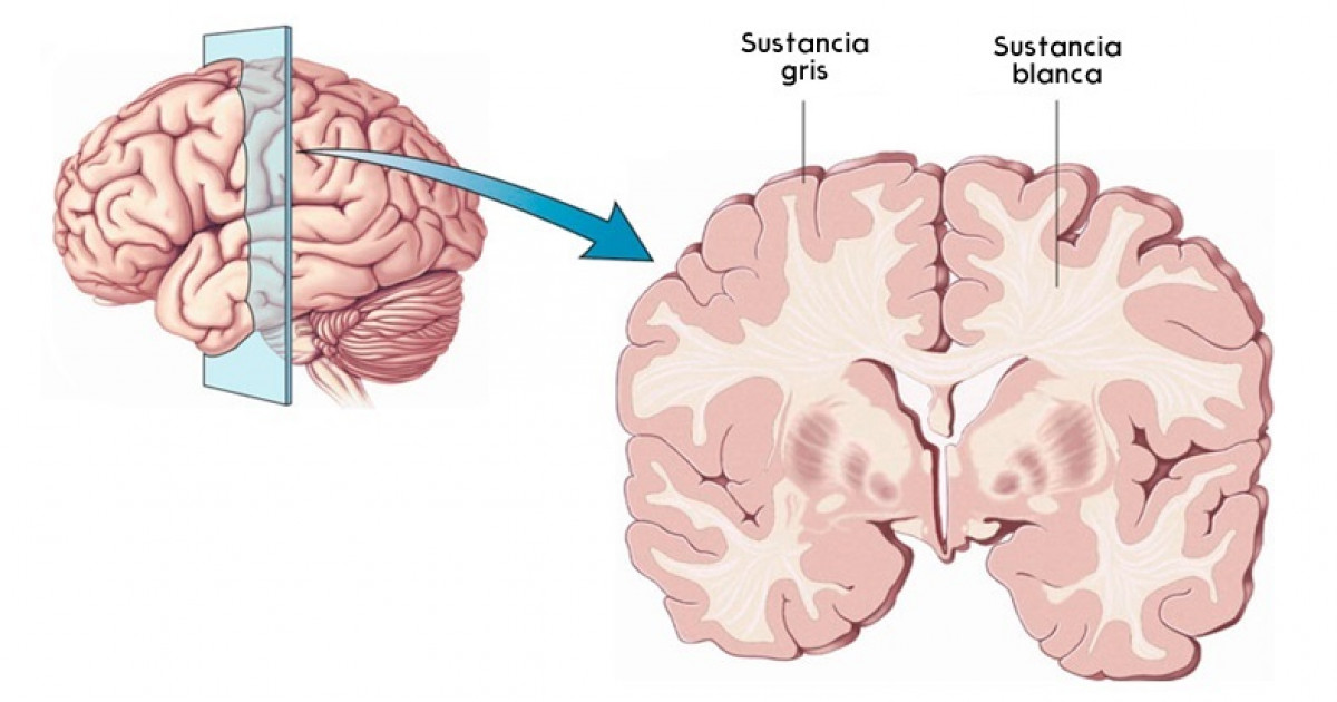 Materia gris del cerebro: estructura y funciones