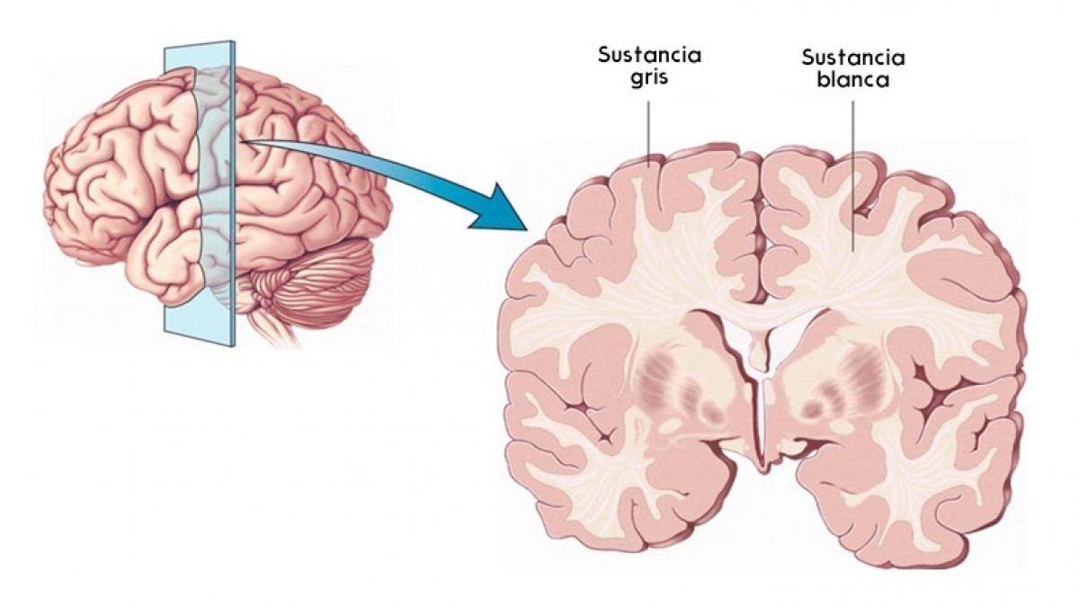 Materia gris del cerebro: estructura y funciones