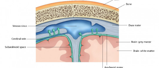 Duramadre (cerebro): anatomía y funciones