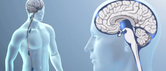 Líquido cefalorraquídeo: composición, funciones y trastornos