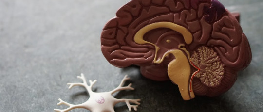 Neuropsicología clínica