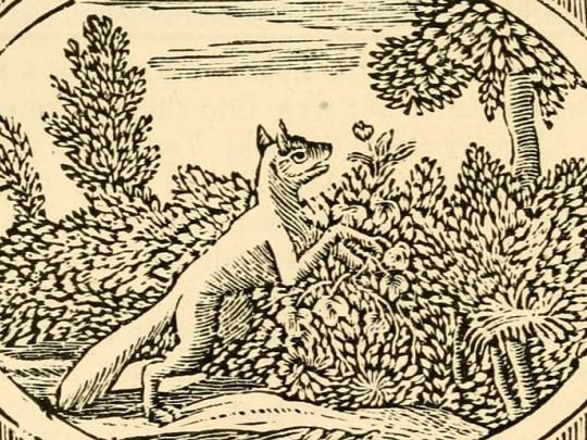 Fábulas cortas para niños