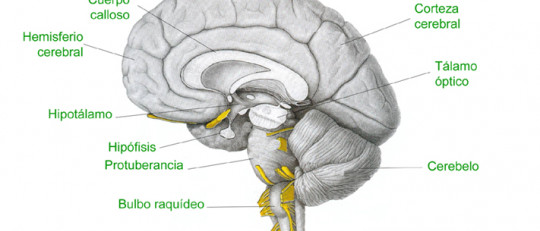 Bulbo raquídeo: estructura anatómica y funciones