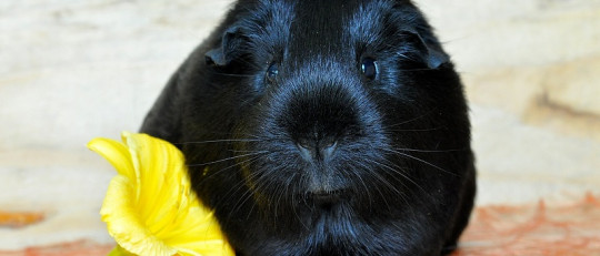 Las cobayas tienen un efecto positivo en los jóvenes con Autismo