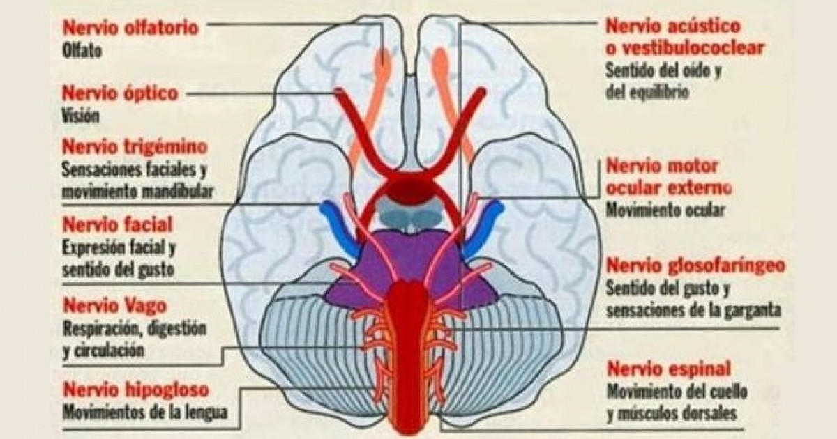 que controla el equilibrio corporal