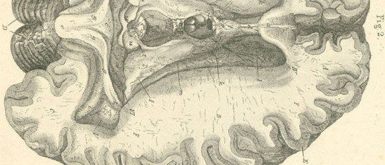 Sustancia blanca del cerebro: estructura y funciones