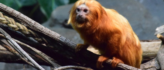 ¿Pueden los animales tener enfermedades mentales?