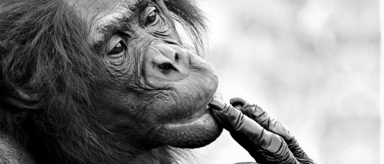 Inteligencia General