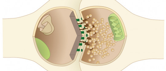 ¿Qué es el espacio sináptico y cómo funciona?