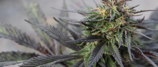 Tipos de drogas ilegales