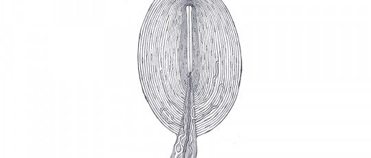 Corpúsculos de Pacini