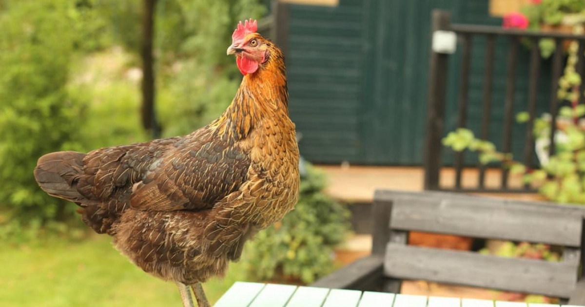 Zoofillia Artículos de noticias: Zoofilia, en Aldia.co