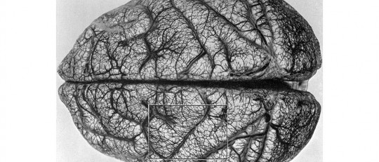 12 cursos de Neurociencias gratis y online