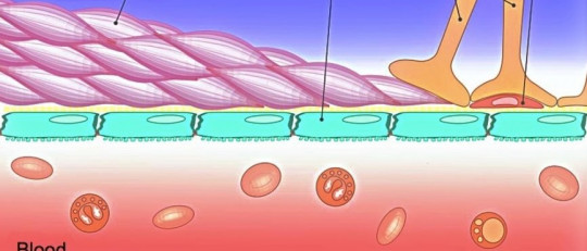 Barrera hematoencefálica: la capa protectora del cerebro