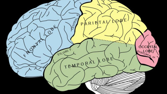 Modelo de los 3 cerebros: reptiliano, límbico y neocórtex