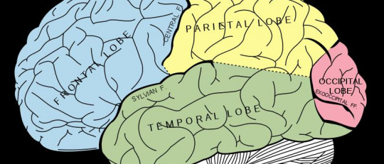 Los 5 lóbulos del cerebro y sus distintas funciones