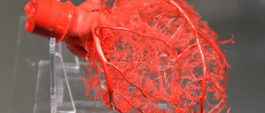 Sistema de conducción eléctrica del corazón