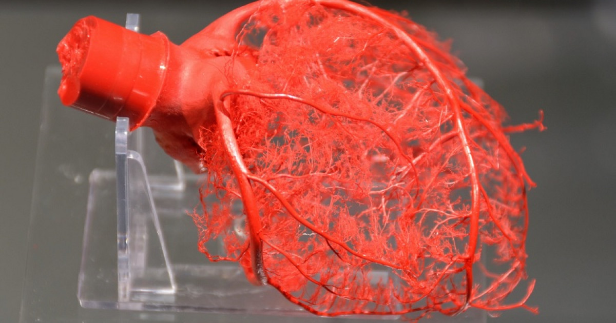 Sistema de conducción eléctrica del corazón qué es y cómo funciona