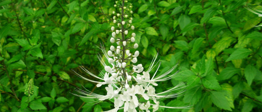 Ortosifón: propiedades y características de este alimento