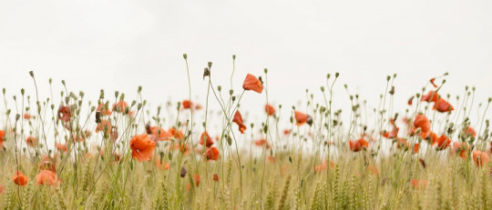 La terapia interpersonal de Klerman