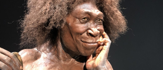 Homo erectus