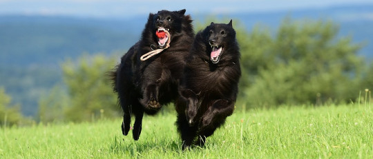 Razas de perro mas inteligentes