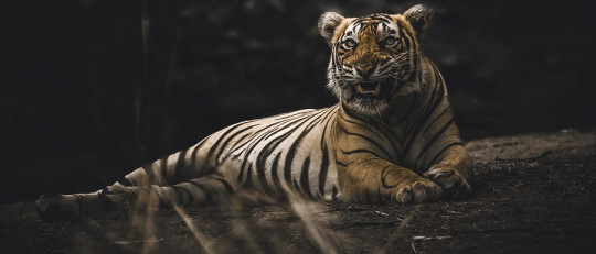 ¿Pueden tener depresión los animales?