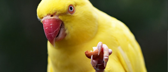 Tienen cultura los animales