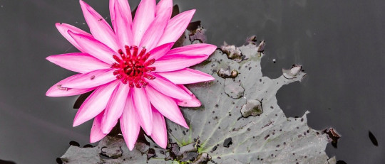 Los 4 tipos de Mindfulness y sus características