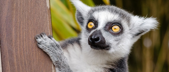 Psicología Comparada: la parte animal de la psicología