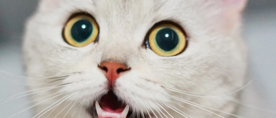 Los rasgos de personalidad de los gatos