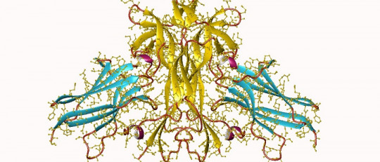 Factor de crecimiento nervioso