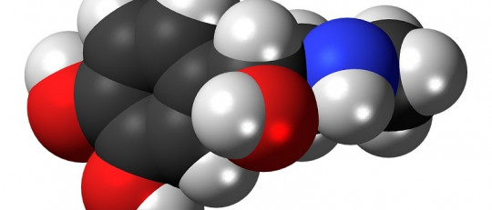Adrenalina, la hormona que nos activa