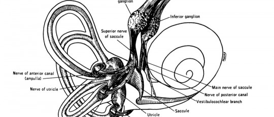 Nervio vestibulococlear