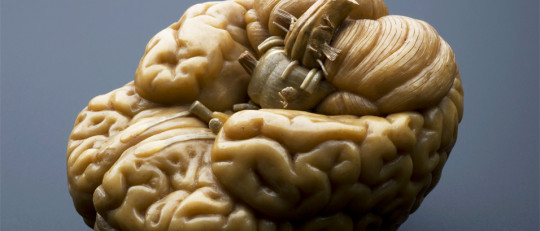 Nuestra personalidad es descrita por la forma del cerebro