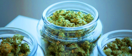 3 beneficios de la marihuana científicamente comprobados