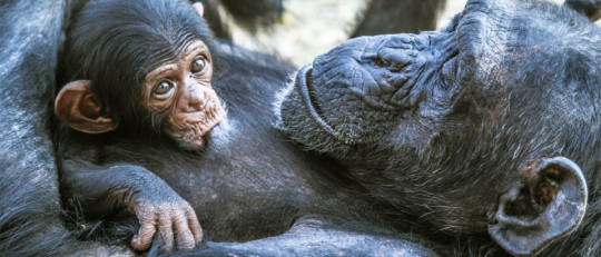 Teoría de Michael Tomasello: ¿qué nos hace humanos?