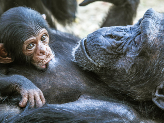 Teoría de Michael Tomasello: ¿qué nos hace humanos?