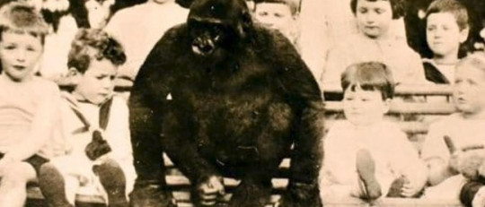 El increíble caso del gorila que fue criado como un niño más