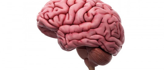 Para qué sirven los pliegues del cerebro