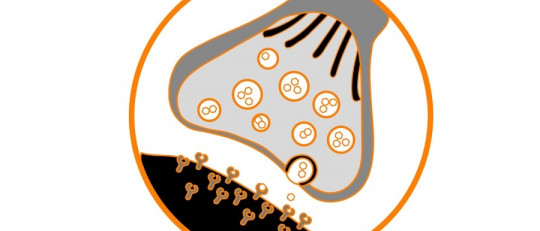 Receptores muscarínicos