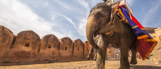 Los 10 animales más inteligentes que existen